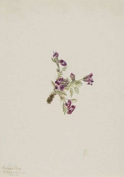 Terciopelo alpino (Oxytropis podocarpa) de Mary Vaux Walcott