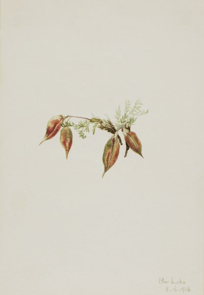 Terciopelo alpino (Oxytropis podocarpa) de Mary Vaux Walcott