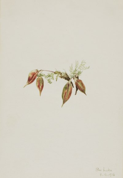 Vetch alpino, 1918 de Mary Vaux Walcott