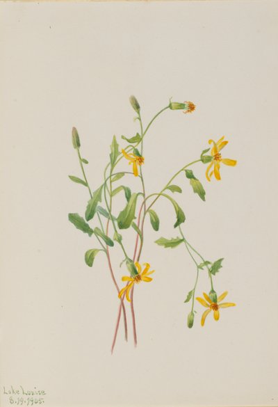 Artemisa alpina (especie Senecio) de Mary Vaux Walcott