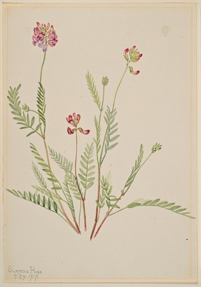Arveja alpina (Astragalus bourgovii) de Mary Vaux Walcott