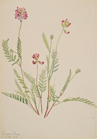 Vez Astragalus bourgovii de Mary Vaux Walcott