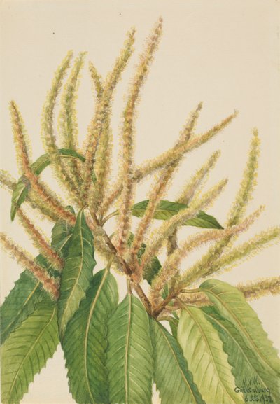 Castaño americano (Castanea dentata) de Mary Vaux Walcott