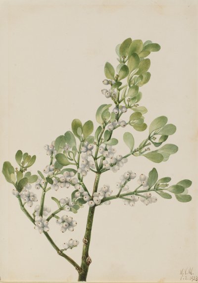 Muérdago americano Phoradendron flavescens de Mary Vaux Walcott