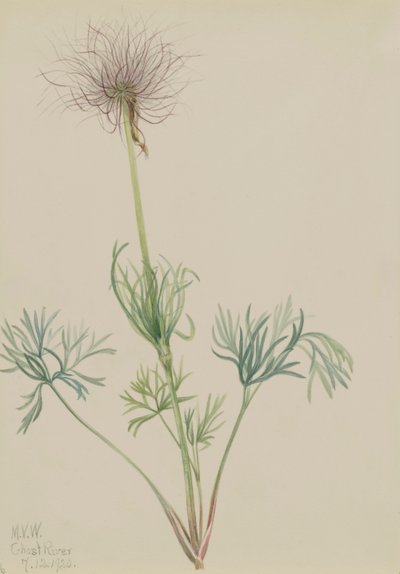 Pulsatilla Americana de Mary Vaux Walcott
