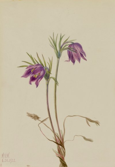 Flor de pasque americana Pulsatilla ludoviciana, 1922 de Mary Vaux Walcott