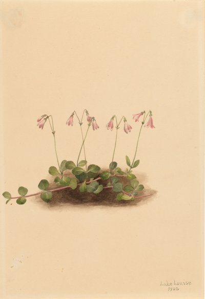 Campanilla americana (Linnaea borealis americana) de Mary Vaux Walcott