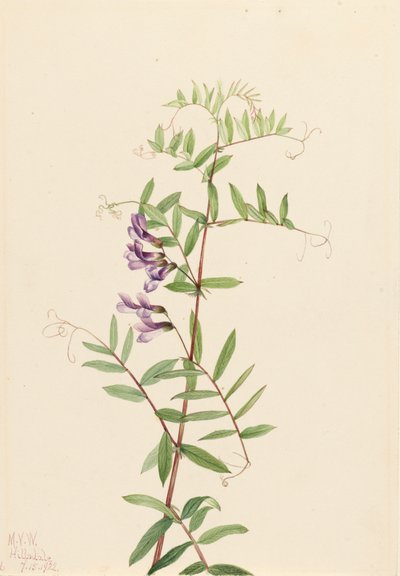Arveja americana Vicia americana, 1922 de Mary Vaux Walcott
