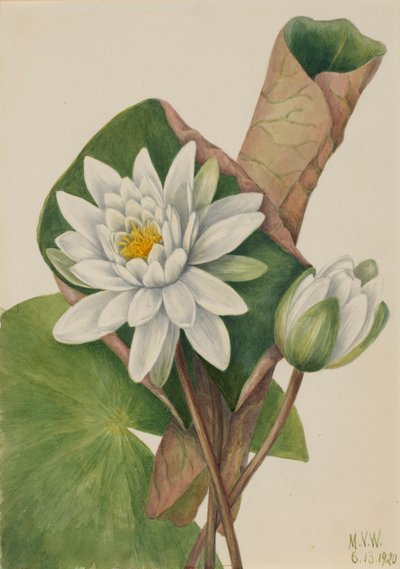 Nenúfar americano Castalia odorata, 1920 de Mary Vaux Walcott