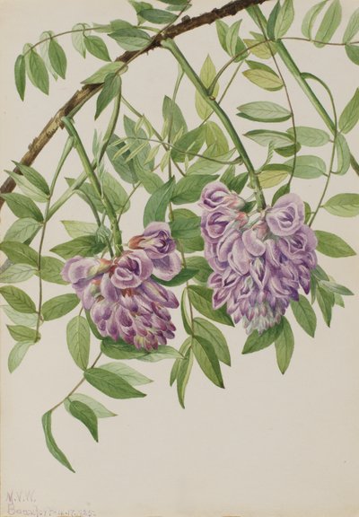 Glicinia americana Kraunhia frutescens, 1925 de Mary Vaux Walcott