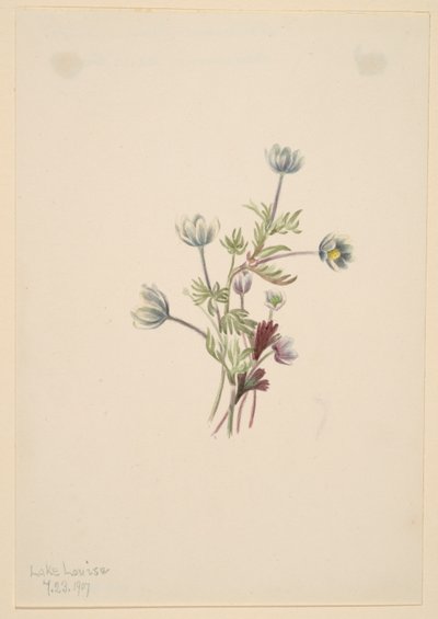 Anémona (Anemone drummondii) de Mary Vaux Walcott
