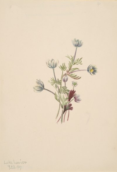 Anémona Anemone drummondii, 1907 de Mary Vaux Walcott