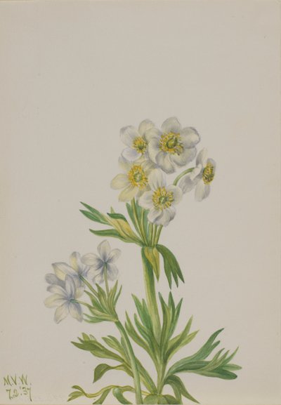 Anémona Anemone zephyra, 1937 de Mary Vaux Walcott