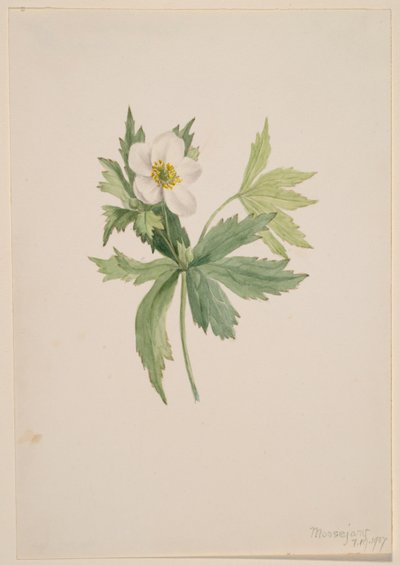 Anémona canadensis de Mary Vaux Walcott
