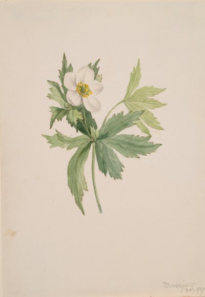 Anemone canadensis, 1907 de Mary Vaux Walcott