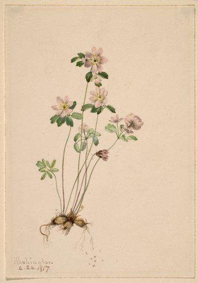 Anemonella (Syndesmon thalictroides) de Mary Vaux Walcott