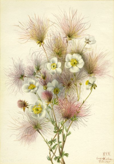 Pluma Apache Fallugia paradoxa de Mary Vaux Walcott