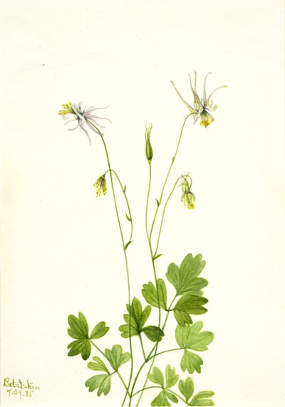 Aquilegia ecalcarata, 1935 de Mary Vaux Walcott