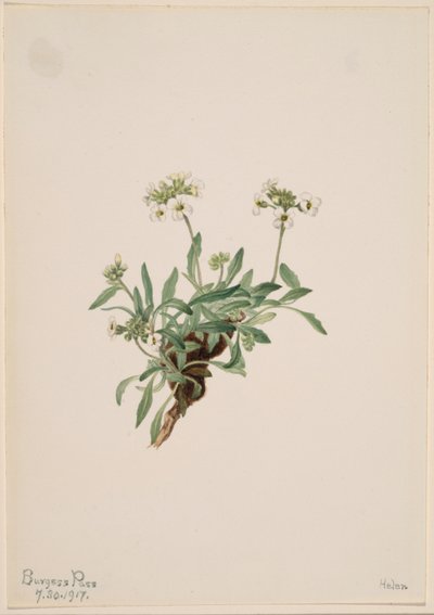 Arabis drummondii de Mary Vaux Walcott