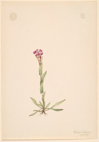 Arabis lyallii, 1916 de Mary Vaux Walcott