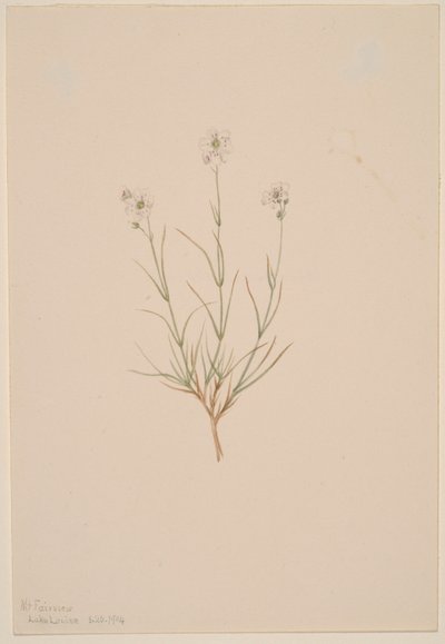 Arenaria formosa de Mary Vaux Walcott