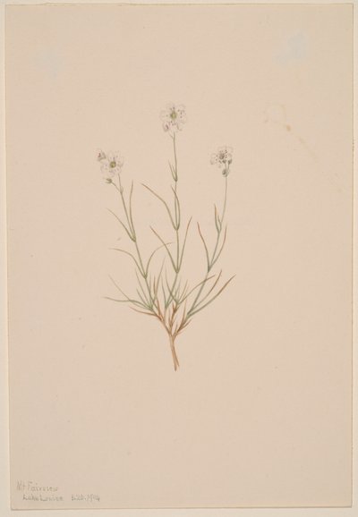 Arenaria formosa, 1904 de Mary Vaux Walcott