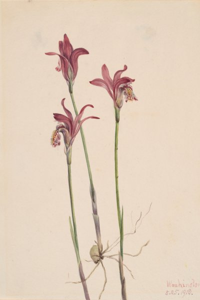 Arethusa Bulbosa de Mary Vaux Walcott