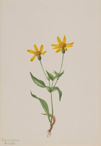 Árnica alpina de Mary Vaux Walcott