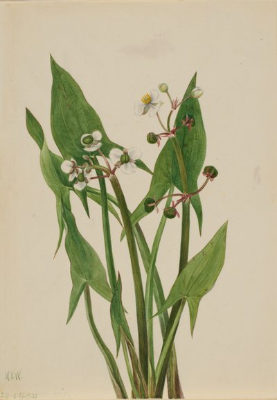 Arum Arrowhead Sagittaria cuneata, 1923 de Mary Vaux Walcott