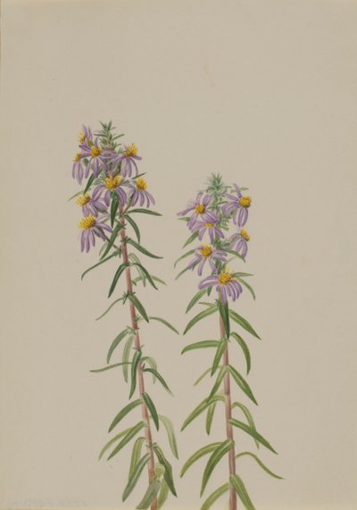 Aster Aster hirariifolius, 1923 de Mary Vaux Walcott