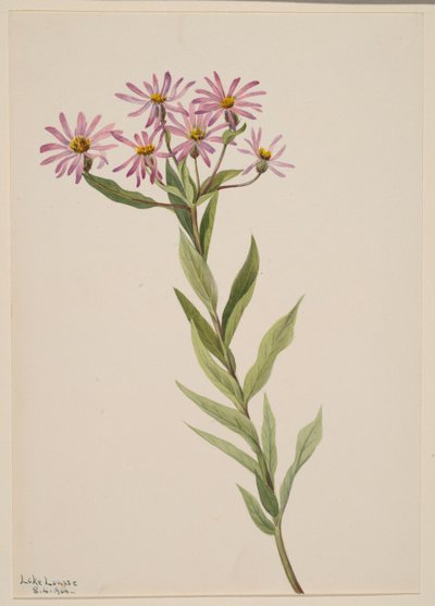 Aster Engelmann de Mary Vaux Walcott