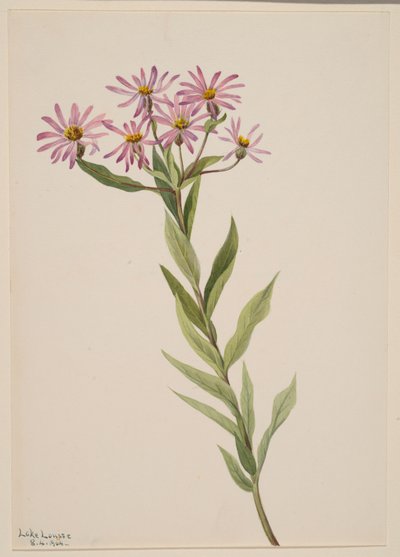 Aster Engelmann, 1904 de Mary Vaux Walcott