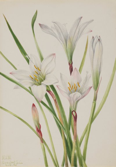 Lirio de Atamasco, 1925 de Mary Vaux Walcott
