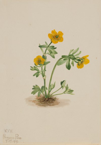 Ranúnculo de avalancha Ranunculus suksdorfii, 1919 de Mary Vaux Walcott