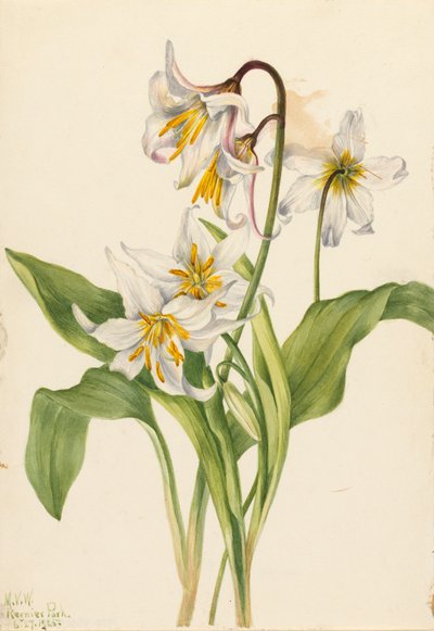 Lirio de avalancha Erythronium montanum de Mary Vaux Walcott