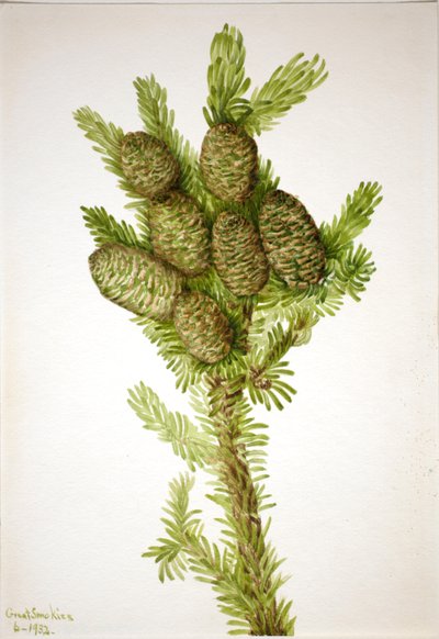 Abeto balsámico de Mary Vaux Walcott