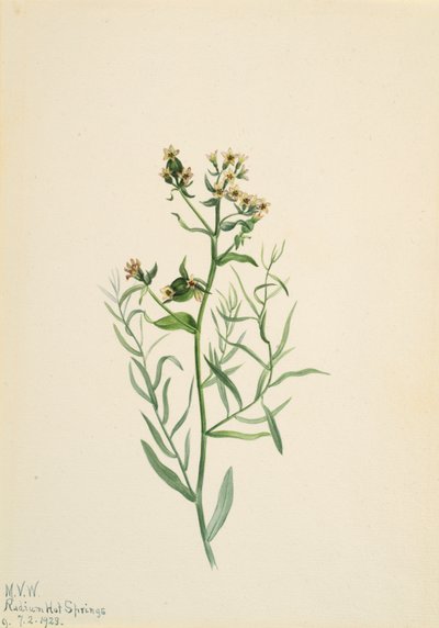 Comandra pálida, 1923 de Mary Vaux Walcott