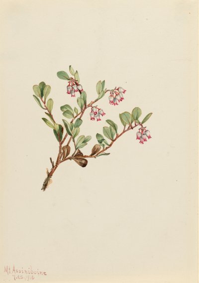 Gayuba (Arctostaphylos uva-ursi) de Mary Vaux Walcott