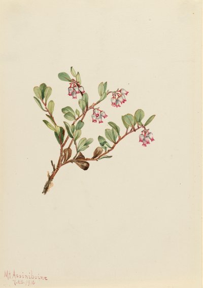 Gayuba de Mary Vaux Walcott