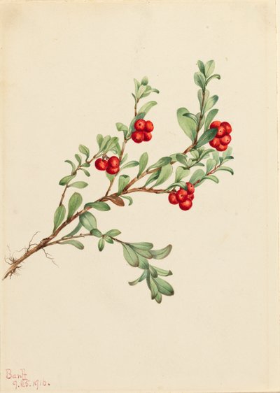 Gayuba Arctostaphylos uva-ursi, 1916 de Mary Vaux Walcott