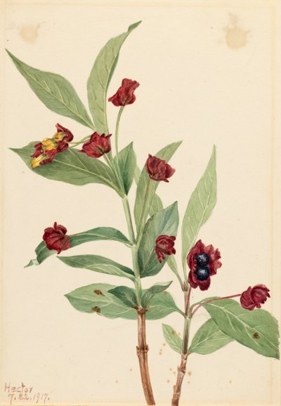 Madreselva gayuba (Lonicera involucrata) de Mary Vaux Walcott