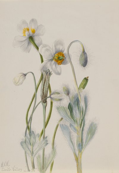 Amapola de oso Arctomecon merriami de Mary Vaux Walcott