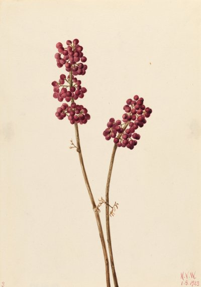 Baya de belleza (Callicarpa americana) de Mary Vaux Walcott