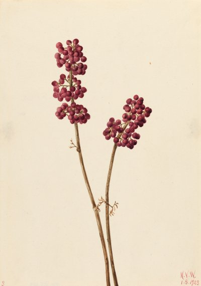 Callicarpa americana de Mary Vaux Walcott