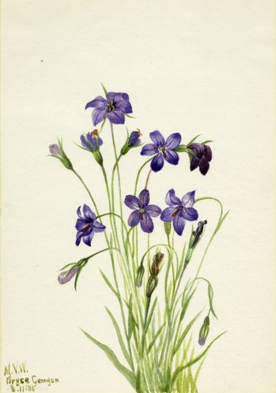 Campanilla, 1935 de Mary Vaux Walcott