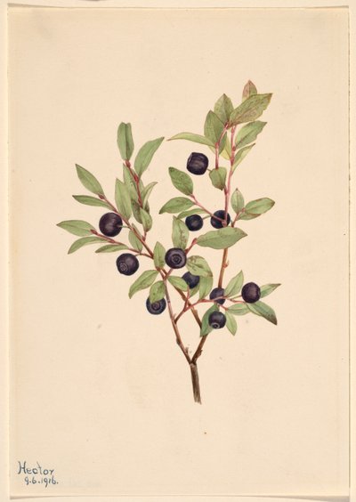 Arándano grande (Vaccinium membranaceum) de Mary Vaux Walcott