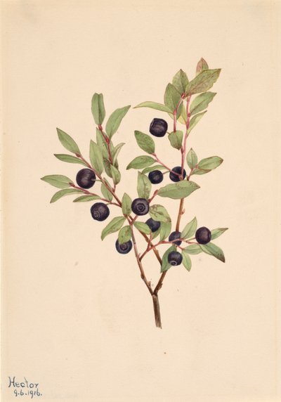 Arándano grande Vaccinium membranaceum, 1916 de Mary Vaux Walcott