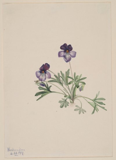 Violeta pata de pájaro (Viola pedata) de Mary Vaux Walcott