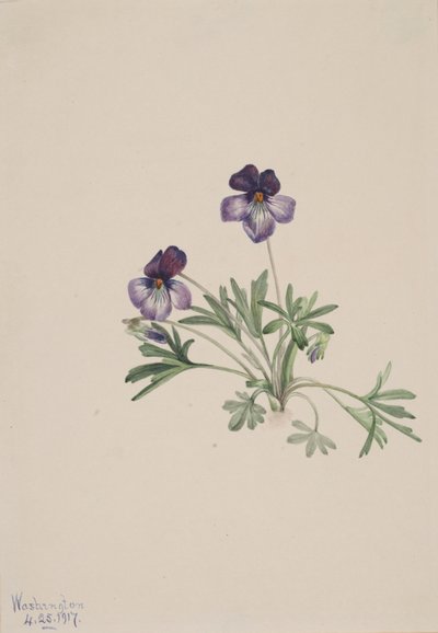 Violeta de pájaro Viola pedata, 1917 de Mary Vaux Walcott