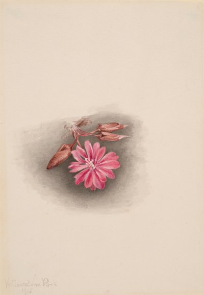 Bitterroot Lewisia redivivia de Mary Vaux Walcott